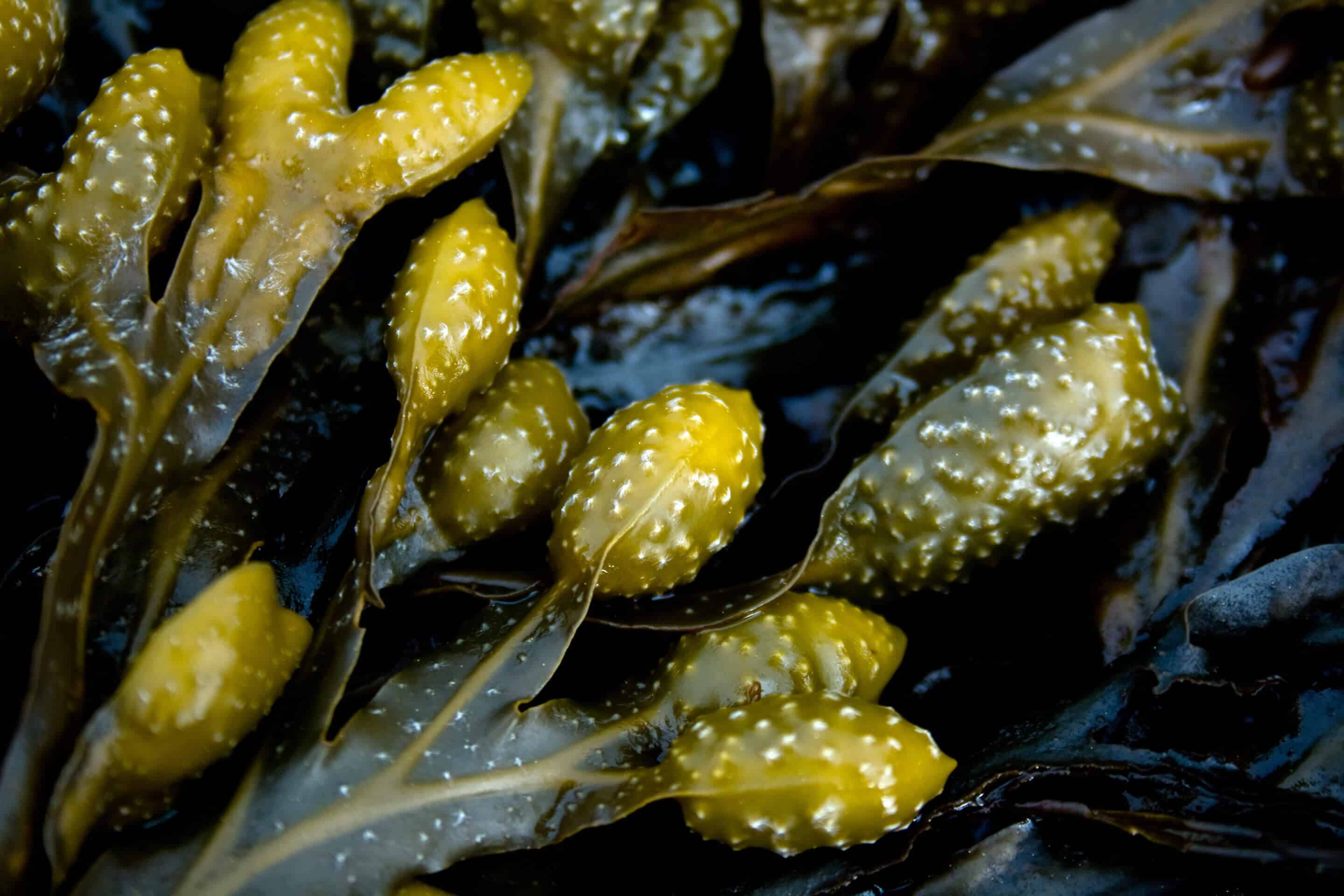 Seaweed nexira