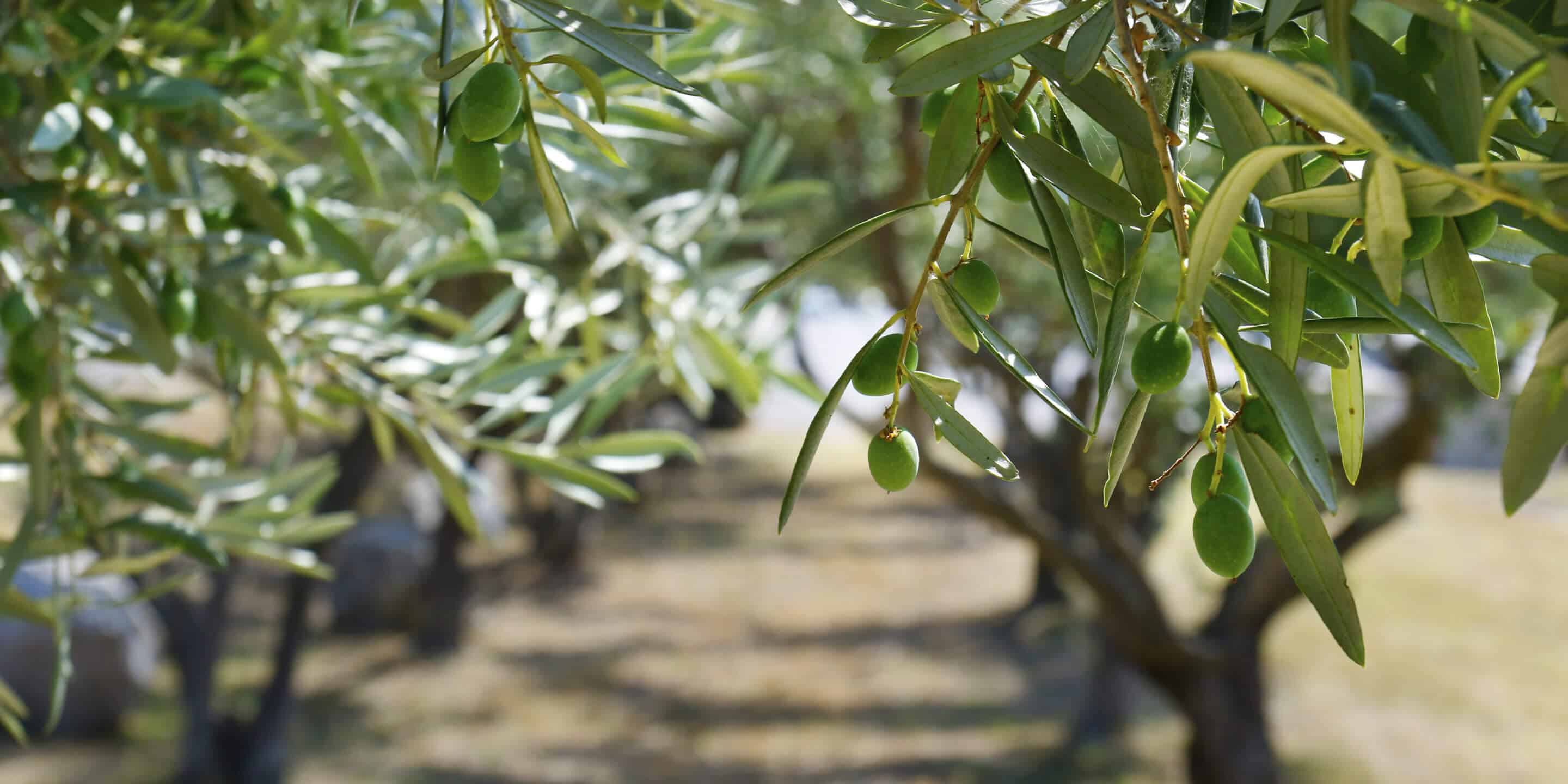 green olives growing in olive tree