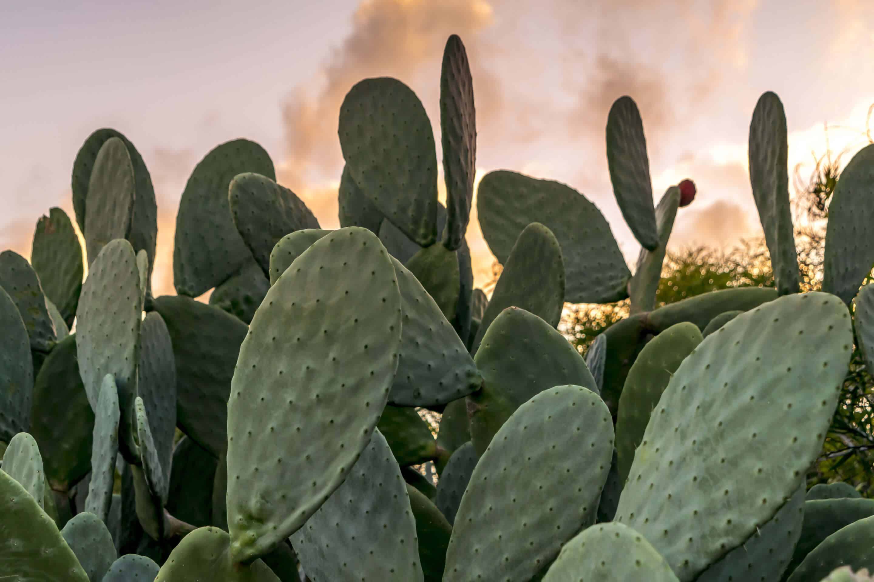 cactus nexira