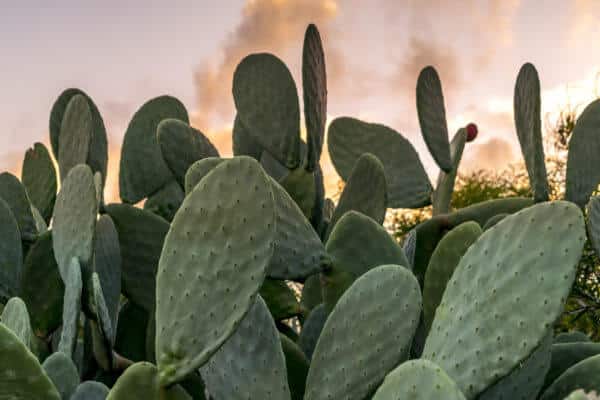 cactus nexira
