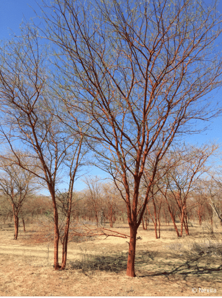 nexira acacia forest