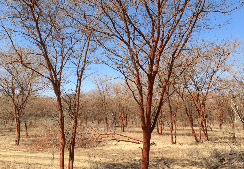 nexira acacia forest