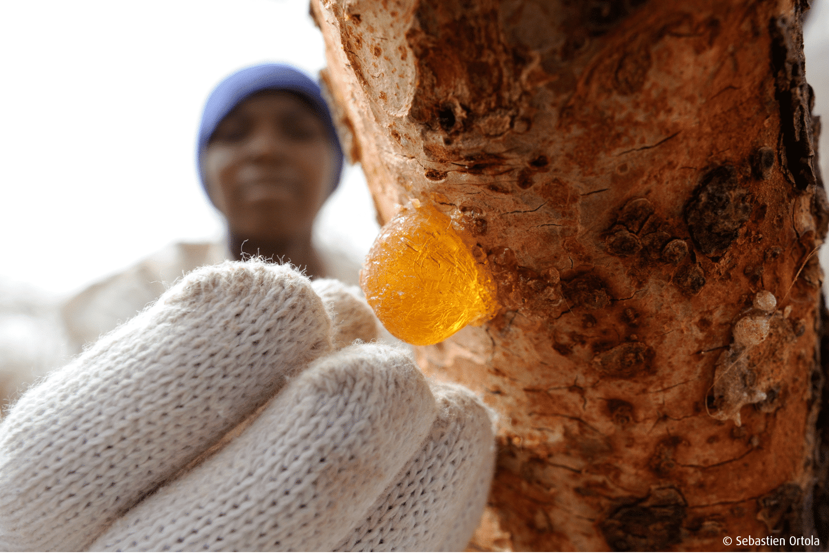 acacia gum