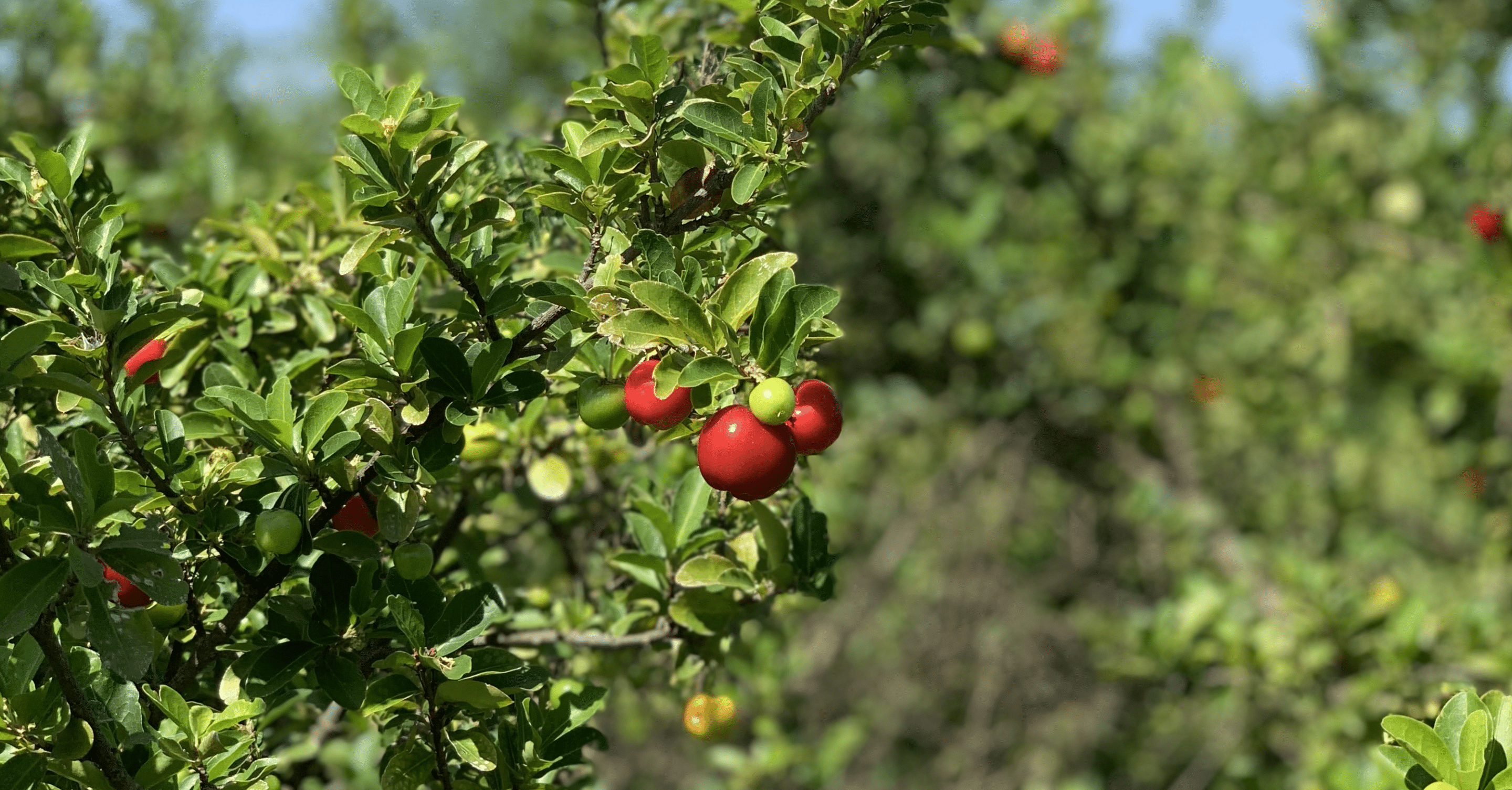 acerola nexira