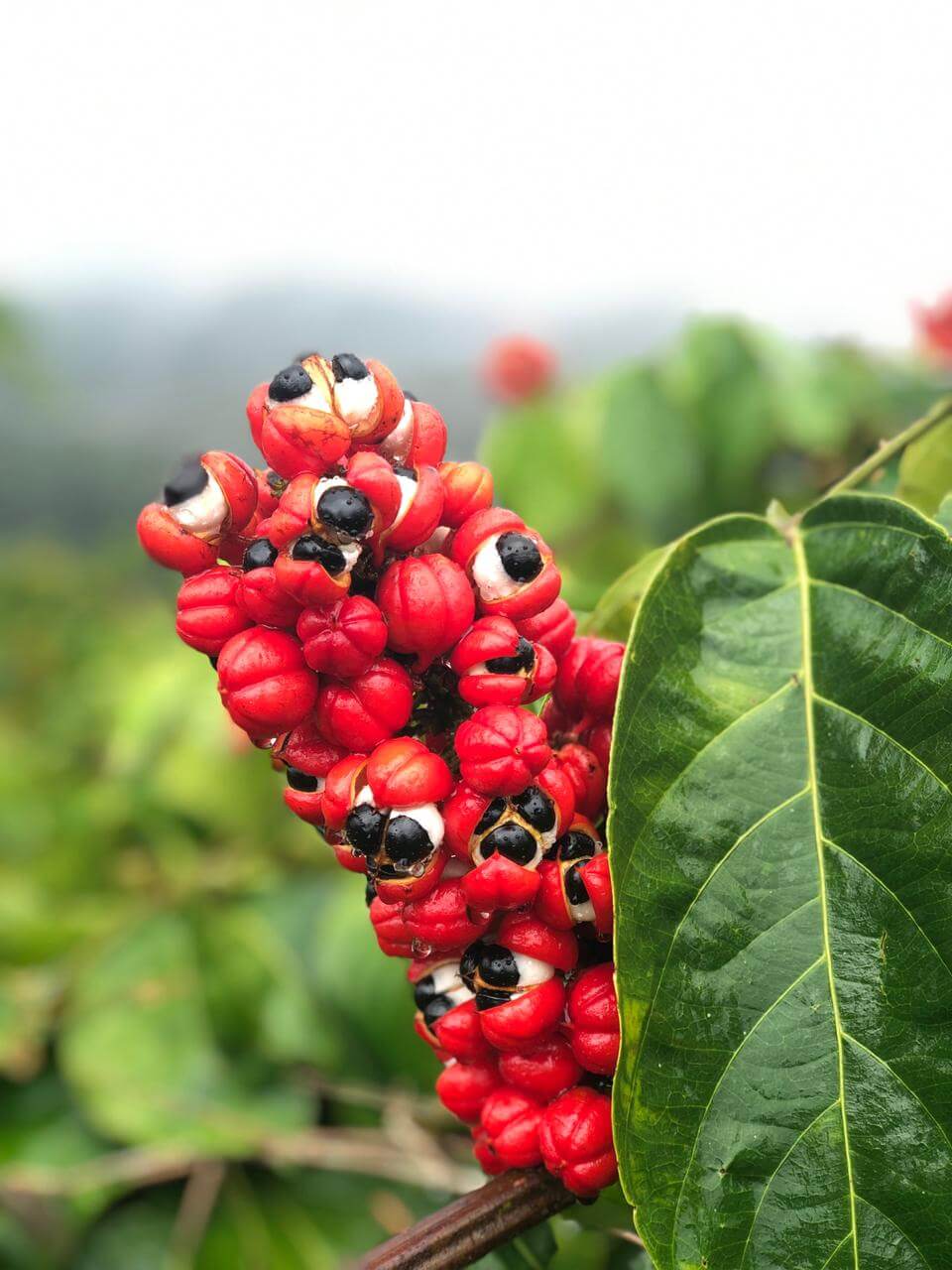 guarana nexira