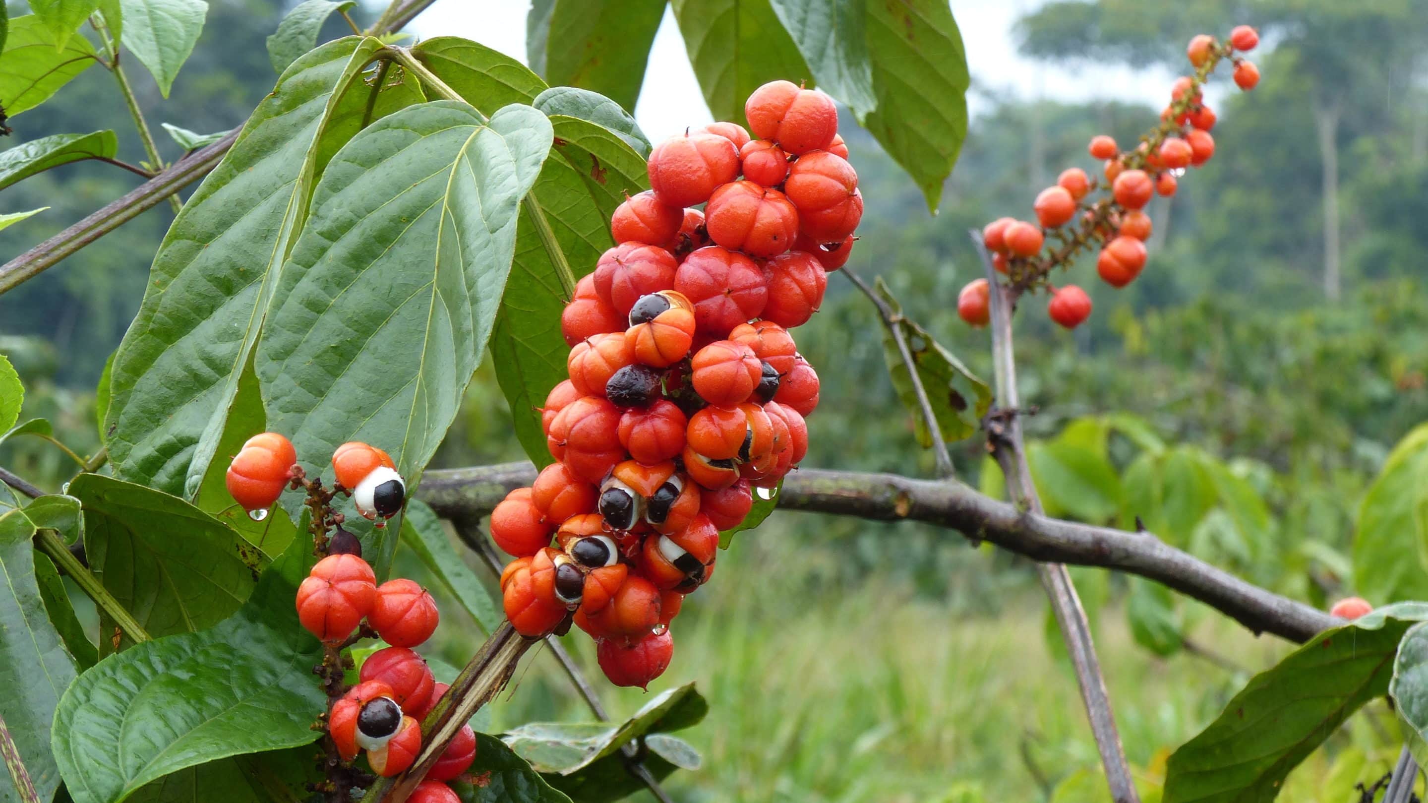 guarana energy