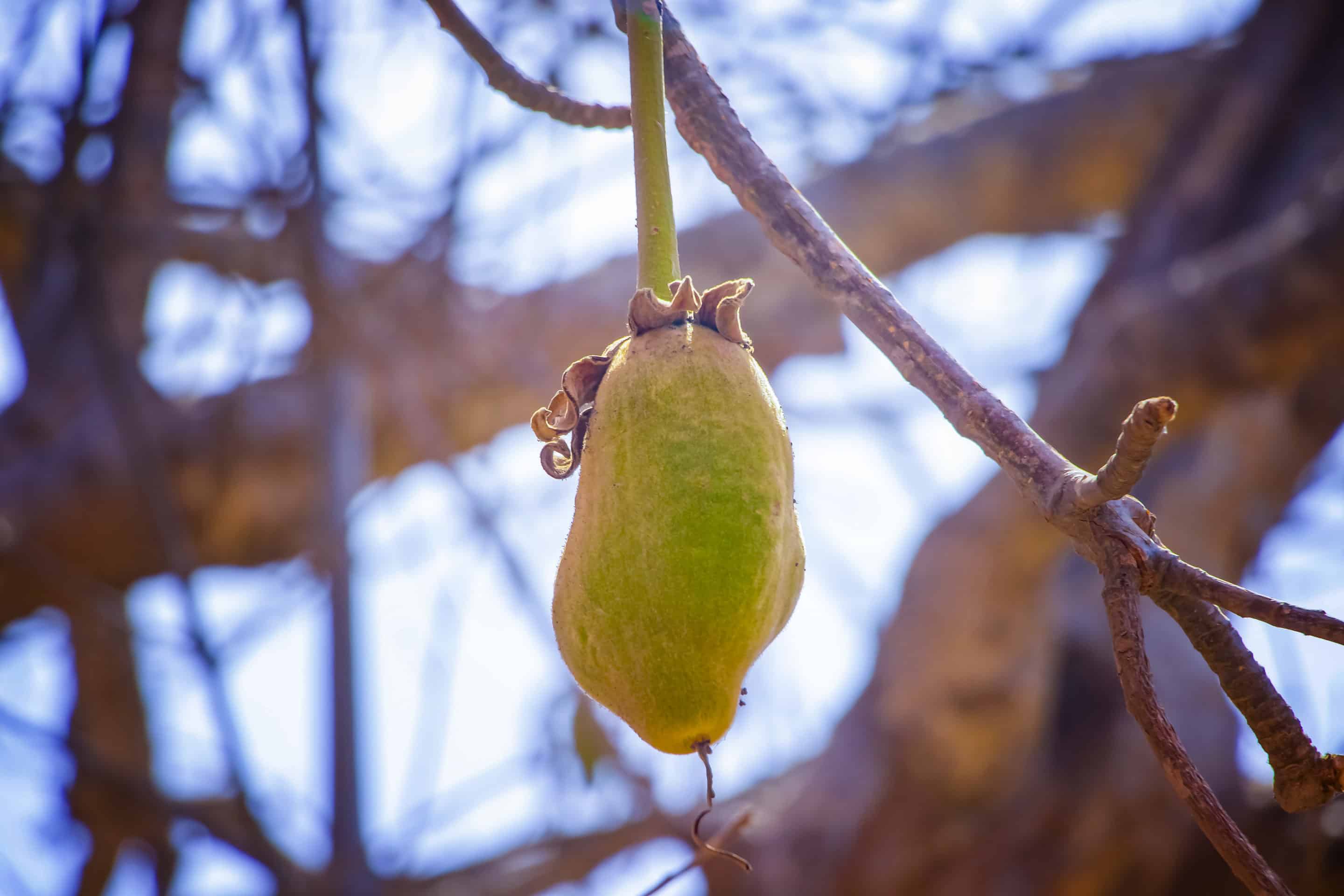 baobab fruit
