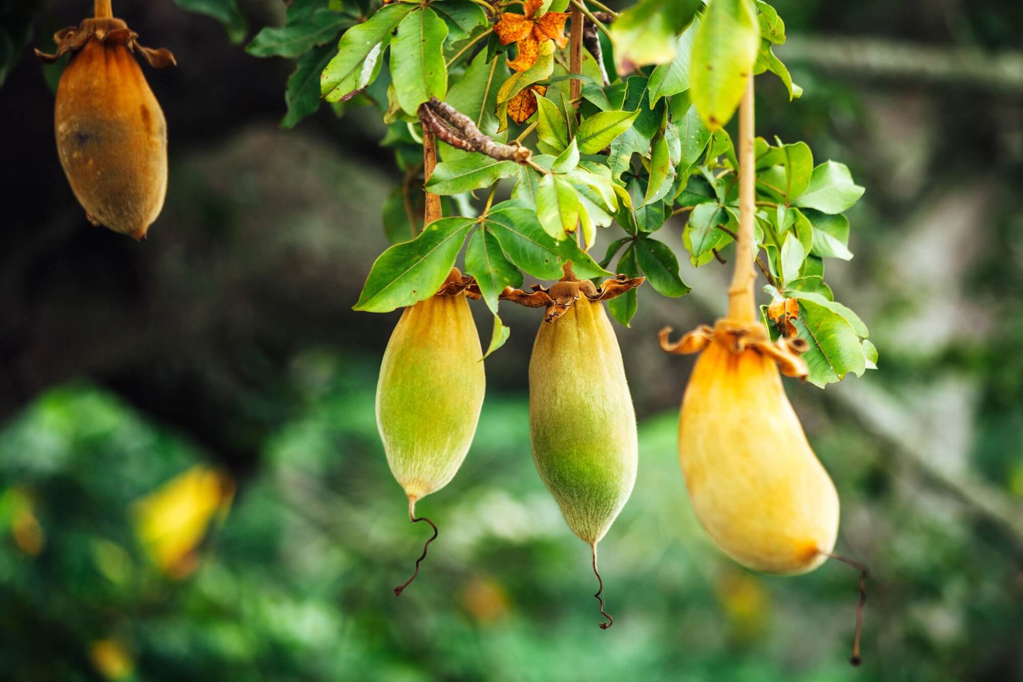 inavea baobab acacia