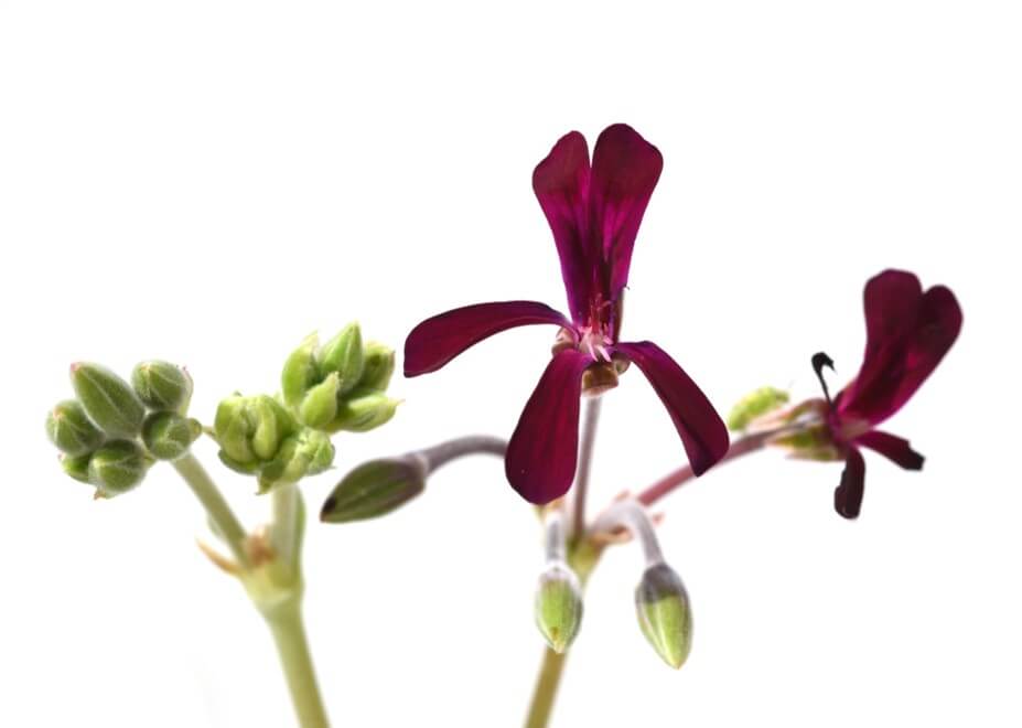 pelargonium