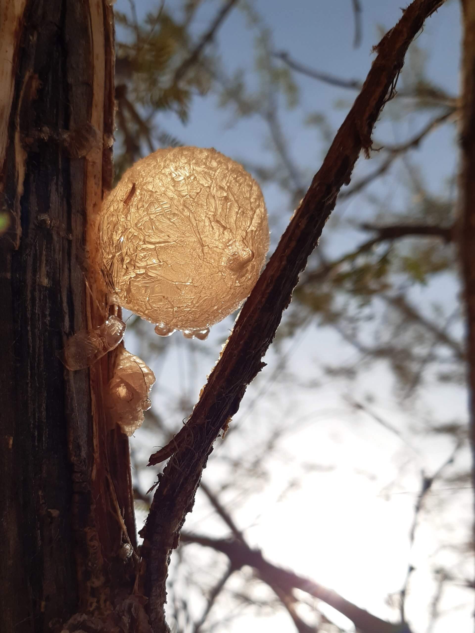 Arabic Gum secretions from the Acacia tree (left) and Arabic Gum