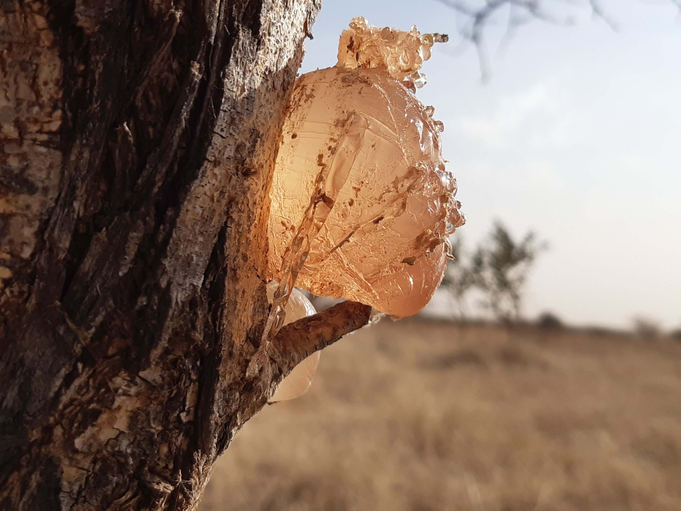 Arabic Gum secretions from the Acacia tree (left) and Arabic Gum