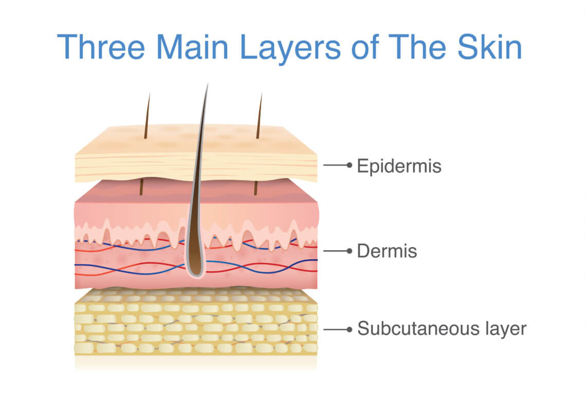 three main layers of the skin