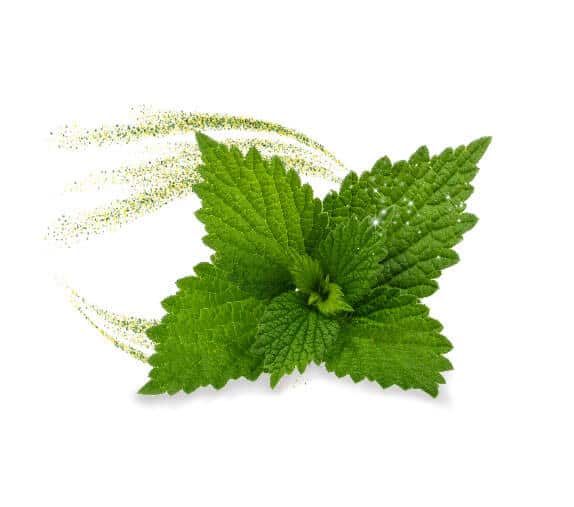 Nettle leaf