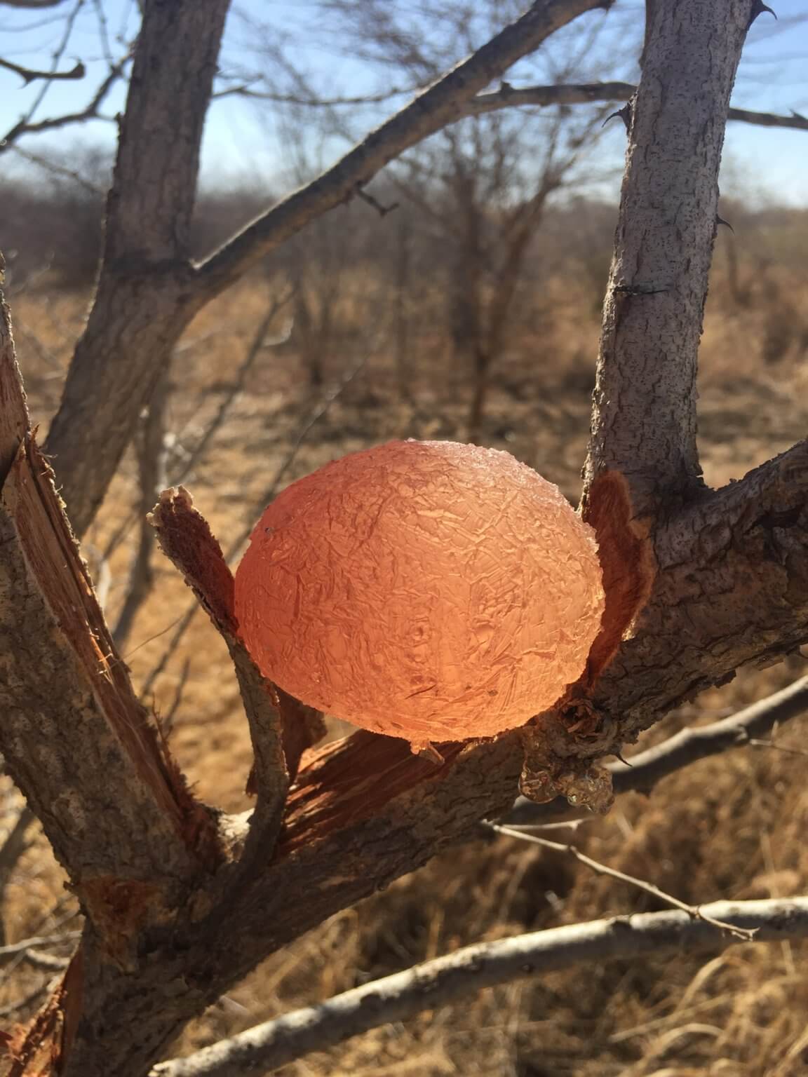 Acacia gum supplier and manufacturer Nexira