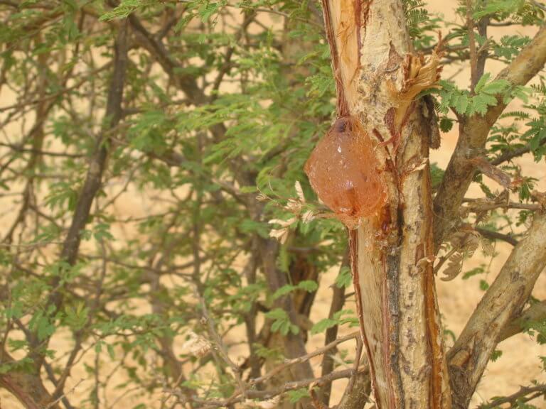 Acacia gum supplier and manufacturer Nexira