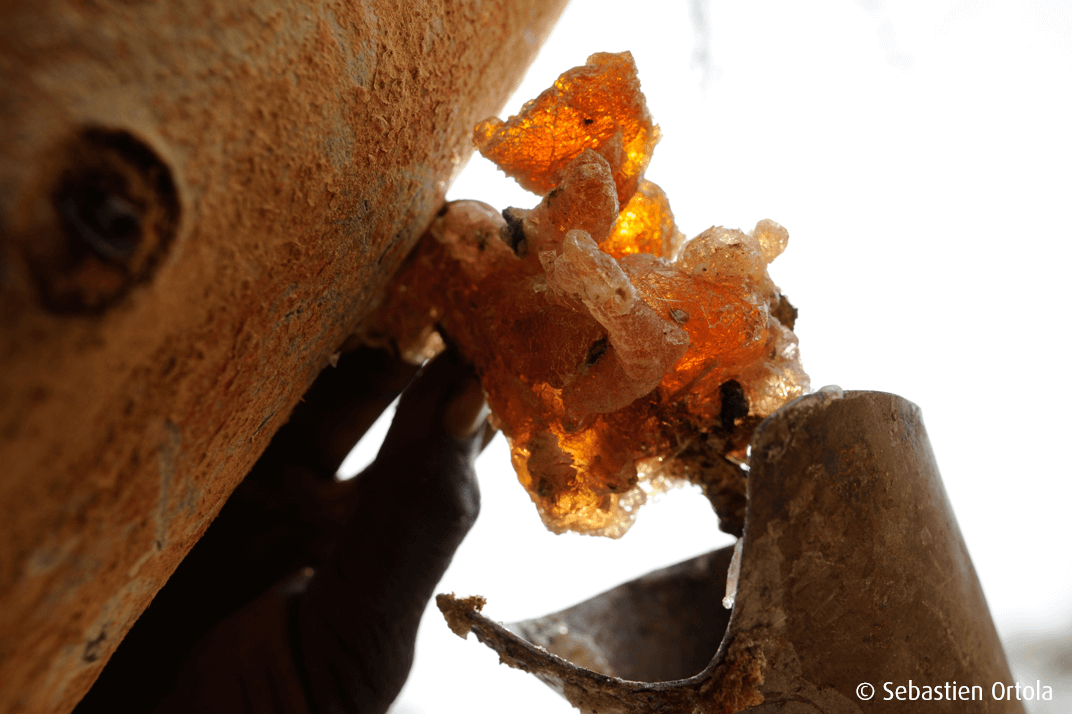 Acacia gum harvest