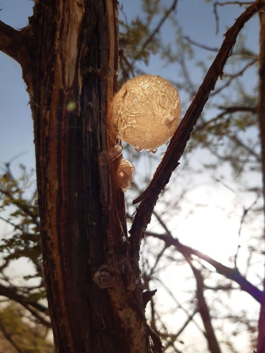 acacia gum nexira