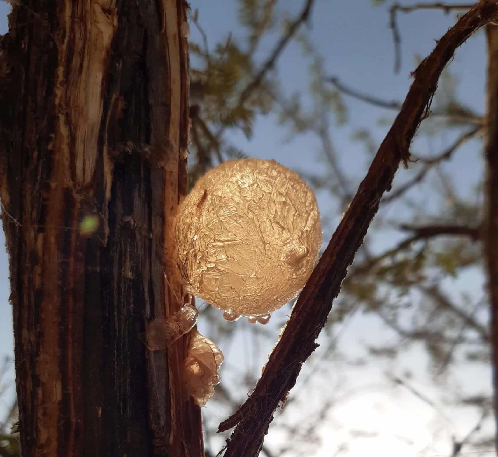 acacia gum nexira