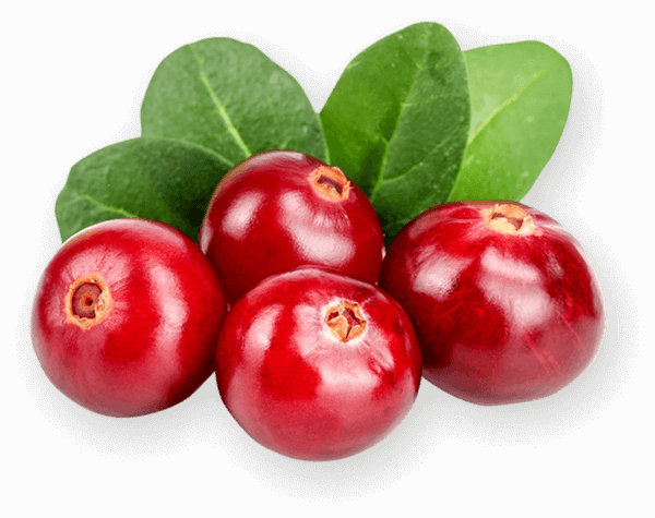 cranberry