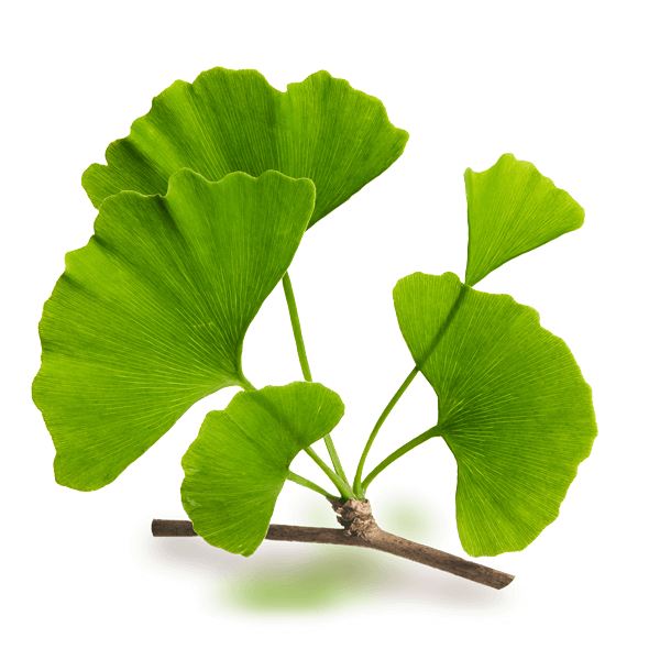 Ginkgo Biloba