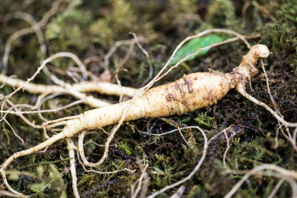 ginseng