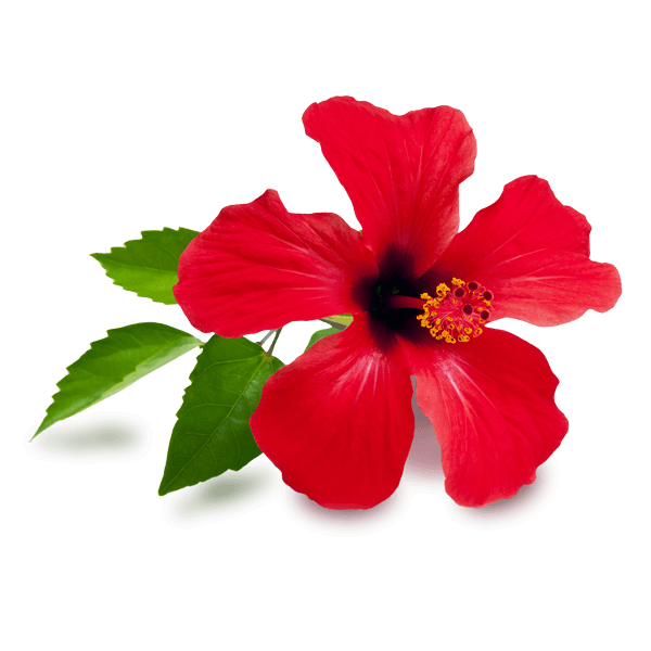 Hibiscus