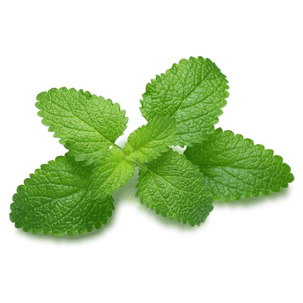 Lemon-Balm(1Melisse)