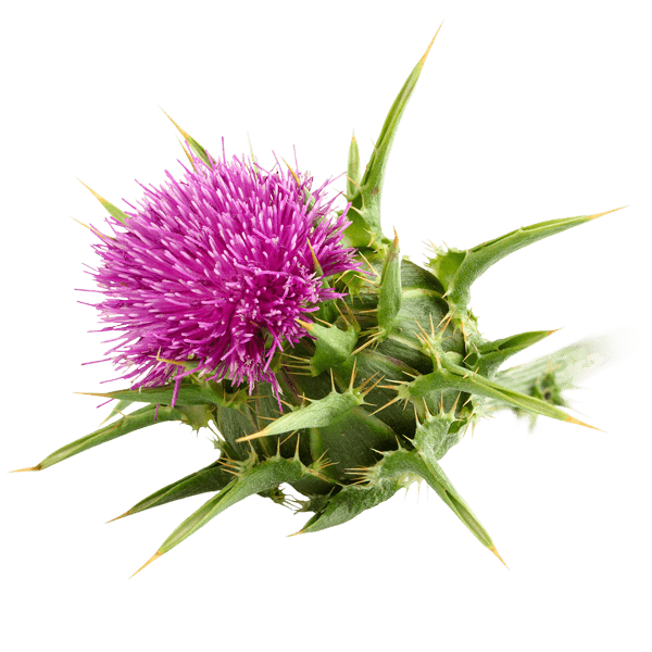 milk thistle