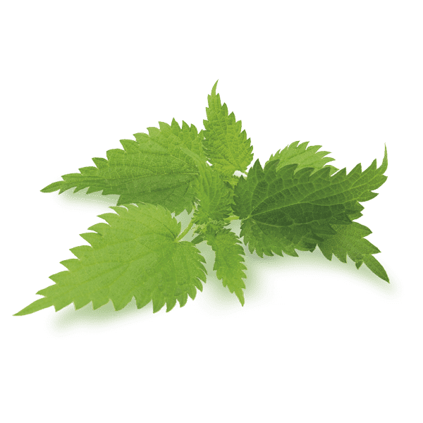 nettle