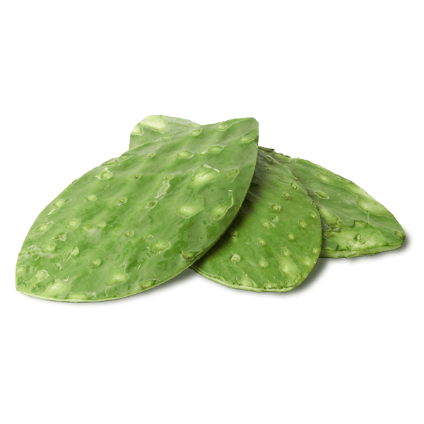 Nopal