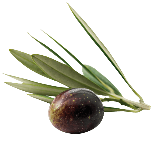 olive fruit