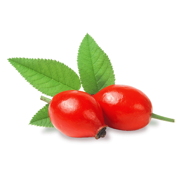 Rose-Hip(1Cynorhodon)_126861166