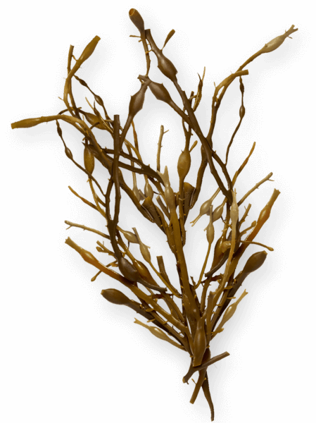 ascophyllum nodosum