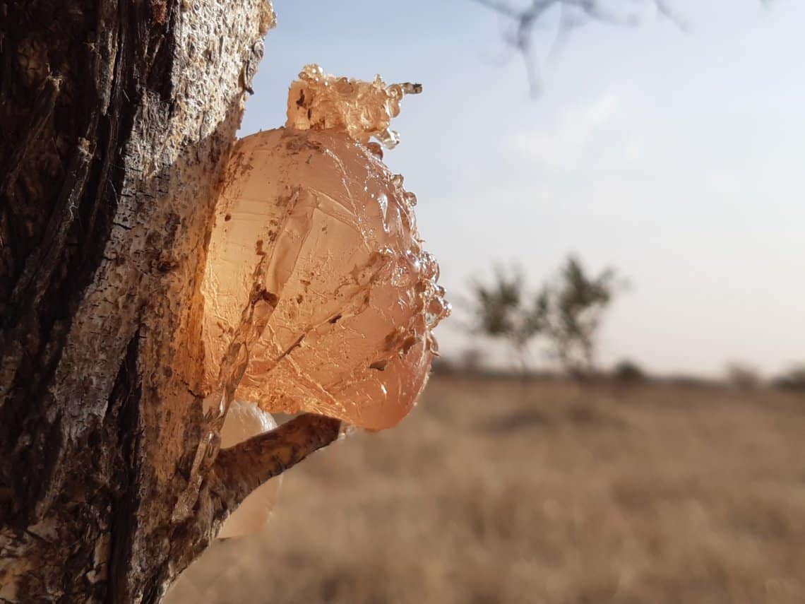 Acacia gum expertise Nexira