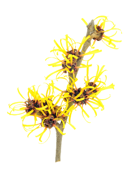 hamamelis