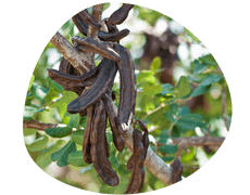 naltive locust bean gum