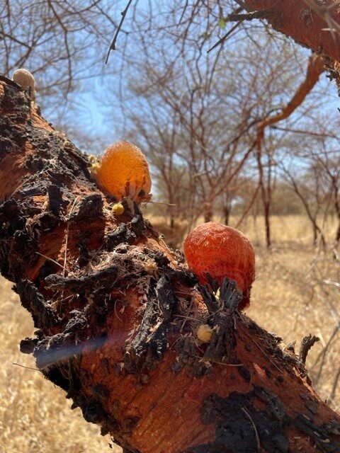 acacia gum fiber