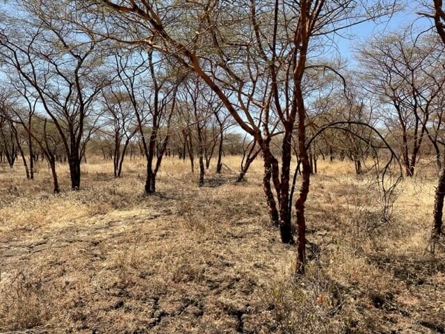 acacia trees