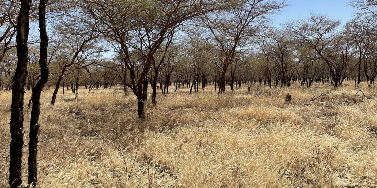 acacia sourcing
