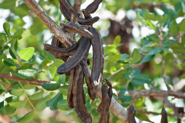 ABC's Adopt-an-Herb Program: Nexira Adopts Acacia Gum