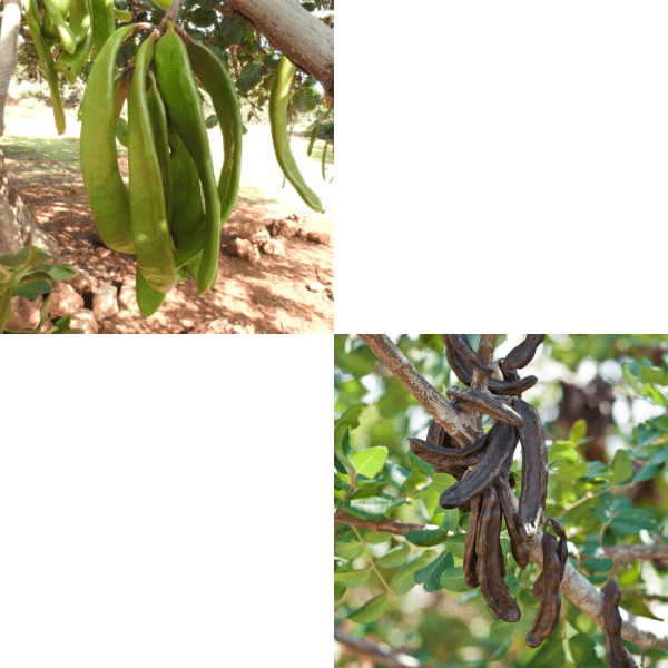 carob pods