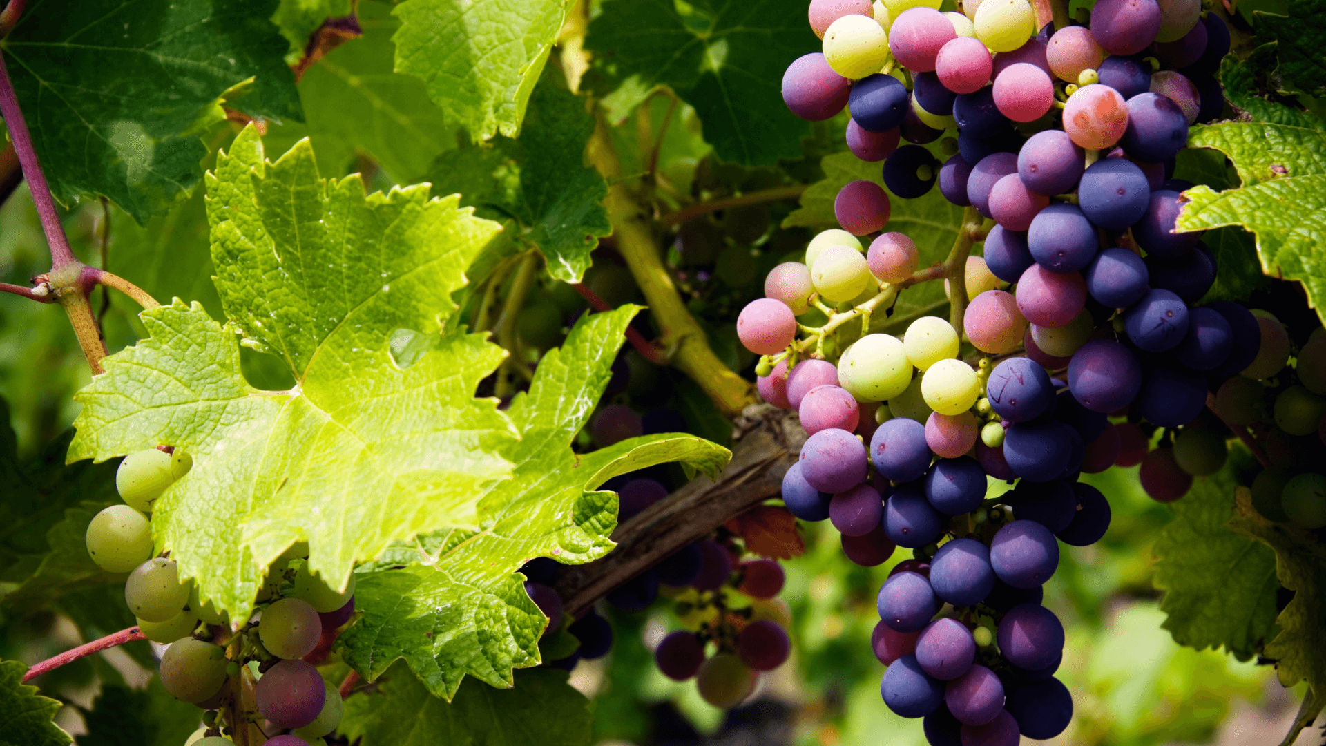 vinogrape