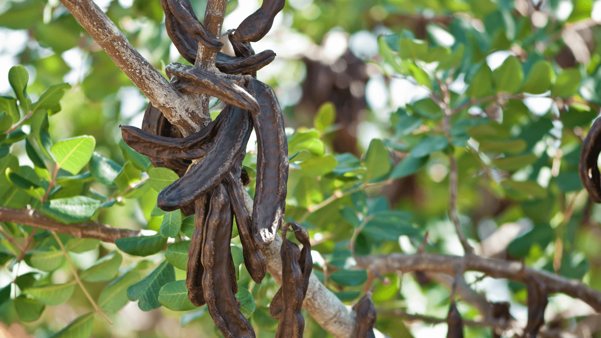 locust bean gum