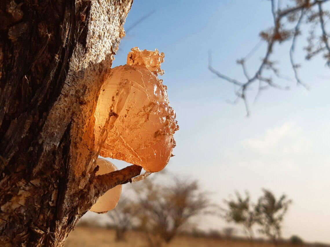 acacia gum