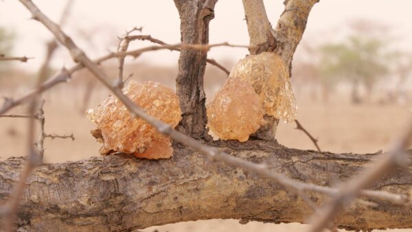 acacia gum