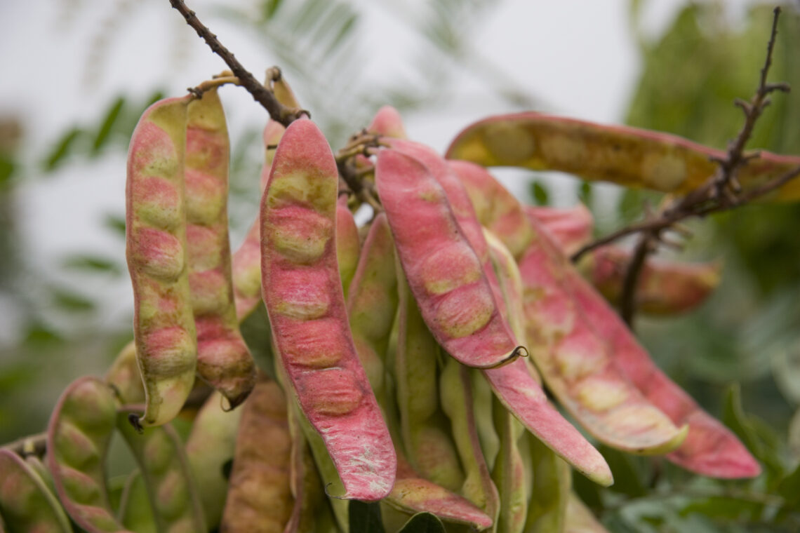 tara pods