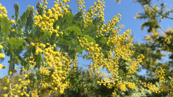 acacia tree