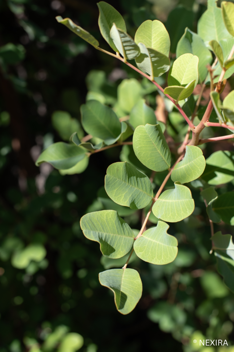 Carob tree leaves
