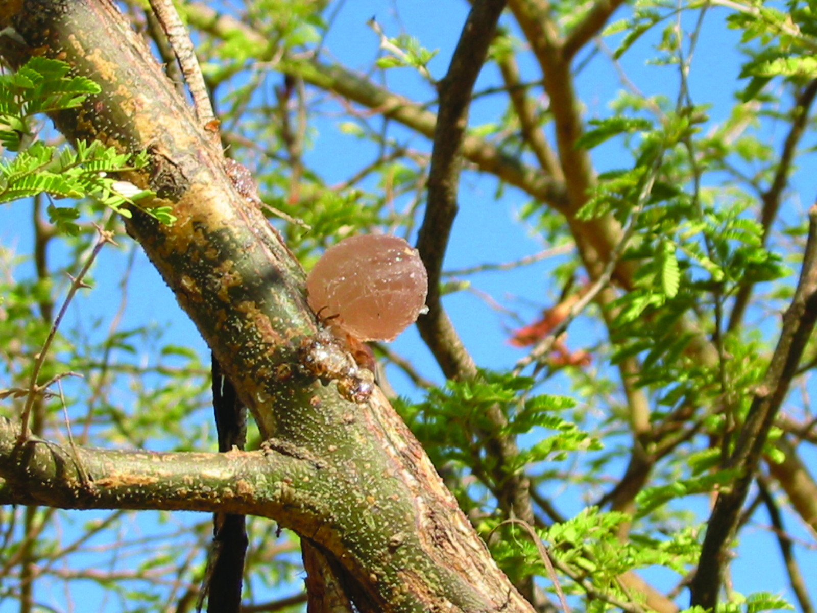 acacia gum