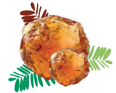 photo of a acacia gum